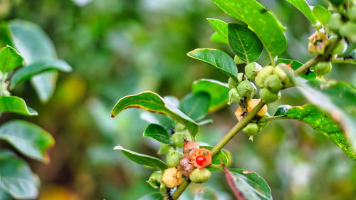 Close-up of fruits growing on tree