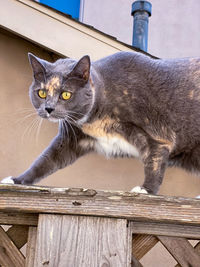 Close-up of cat sitting on wood