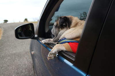 Reflection of dog on side-view mirror of car