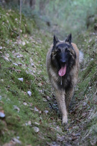 Portrait of dog running on field