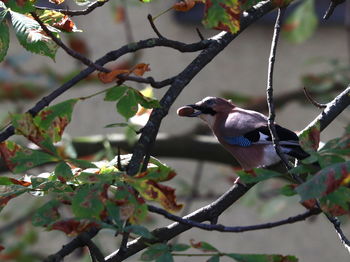 Close-up of bird perching on branch