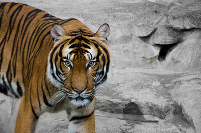 Close-up portrait of tiger