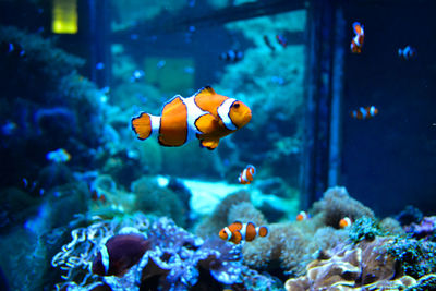 Close-up of fish swimming in aquarium