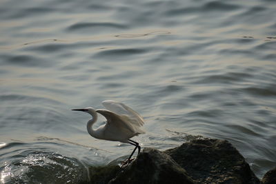 High angle view of bird on rock in lake