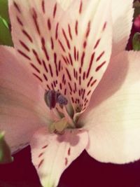 Close-up of pink flower