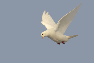 Close-up of bird against clear sky