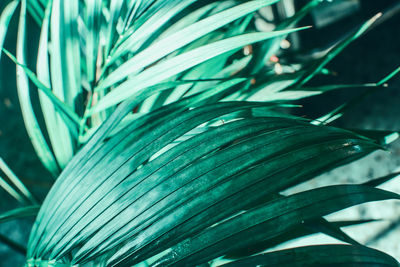 Full frame shot of palm leaves