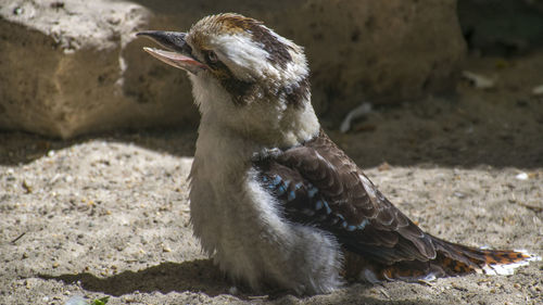 Close-up of laughing kookaburra