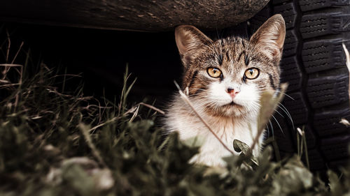 Homeless street cat hiding under car. close-up portrait.