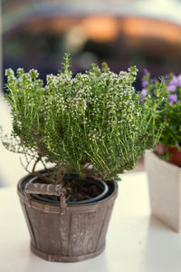 Close-up of potted plant