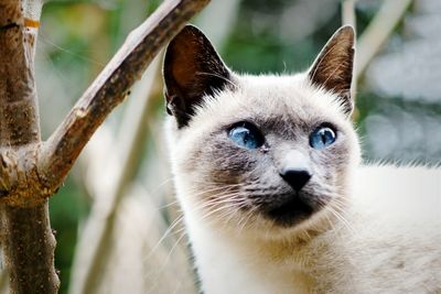 Close-up portrait of a cat