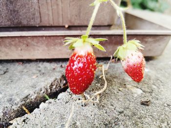 Close-up of strawberry hanging on plant