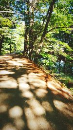 Footpath in forest