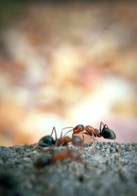 Ants on field