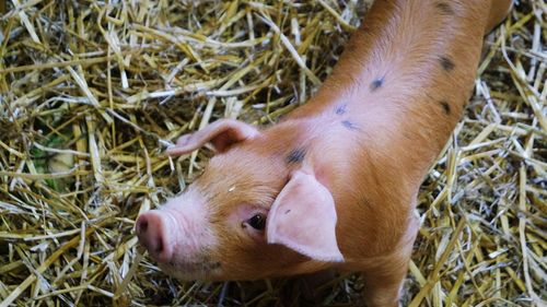 Close-up of a pig