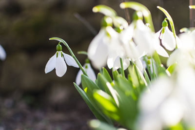 Close-up of white flowering plant