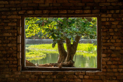 Trees and plants seen through window