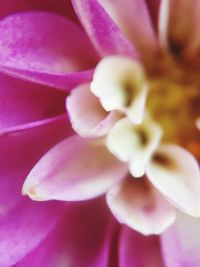 Close-up of pink flower