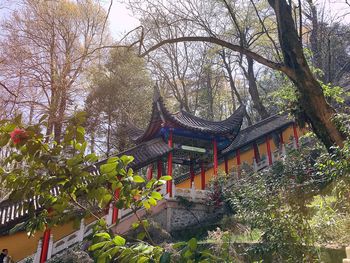 Plants growing on tree trunk