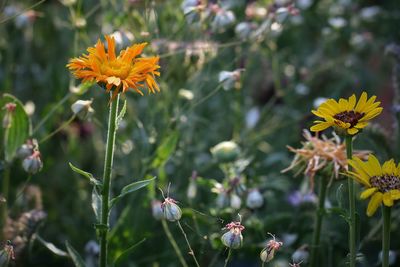 Close-up of yellow flowering plant