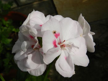 Close-up of white flowers blooming outdoors