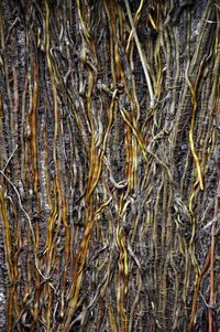 Full frame shot of tree trunk