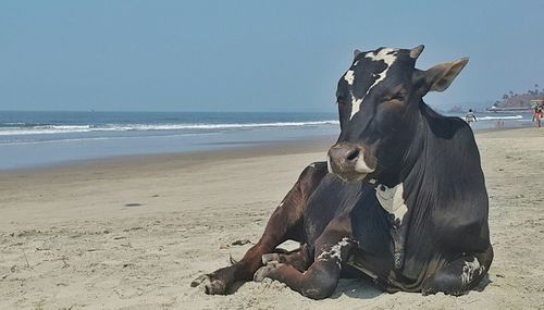 Horse on beach against sky