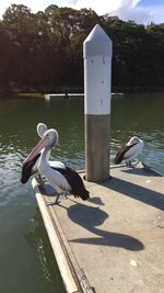 Bird on lake