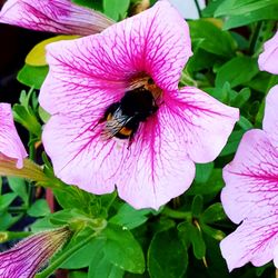 Close-up of pink flowers