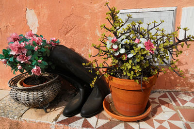 Close-up of potted plant