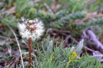 Close-up of dandelion