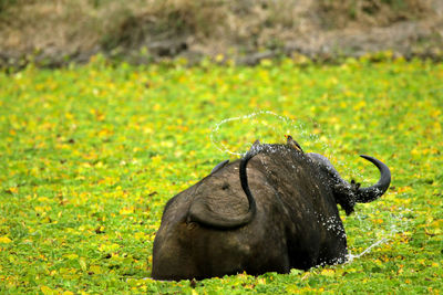 View of a bufalo on a pool covered by leafs