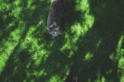 Full frame shot of trees in forest