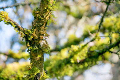 Low angle view of moss growing on tree