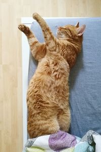 Close-up of ginger cat