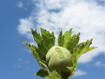 Close-up of fresh green leaf against sky