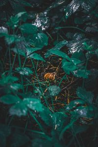 Close-up of caterpillar on plants at night