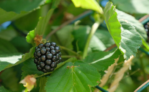 A blackberry fruit on a plant.