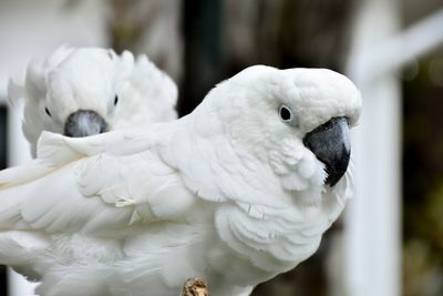 Close-up of white parrot