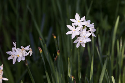 Close-up of white flowering plant