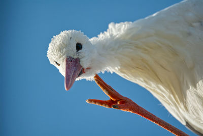 Low angle view of a bird flying