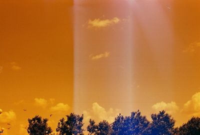 High section of trees against orange sky