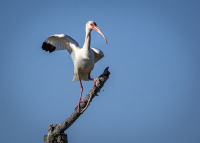 Low angle view of bird flying against clear blue sky