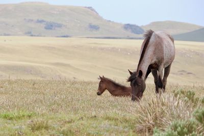 Horse grazing on field against sky