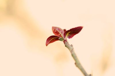 Close-up of flower against blurred background