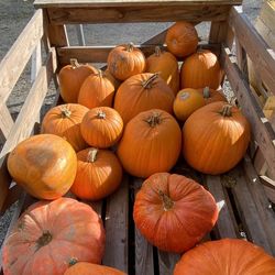 High angle view of pumpkins