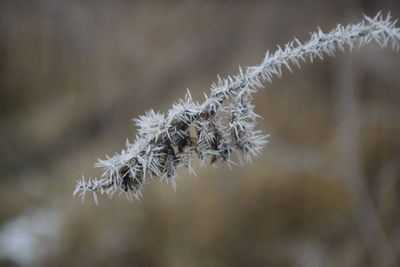 Close-up of frozen plant