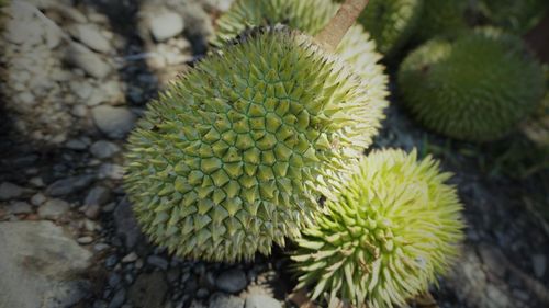 High angle view of succulent plant on field