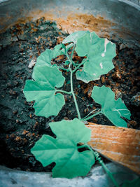 High angle view of leaf on plant