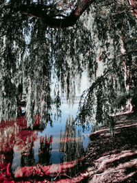 Low angle view of trees in forest against sky